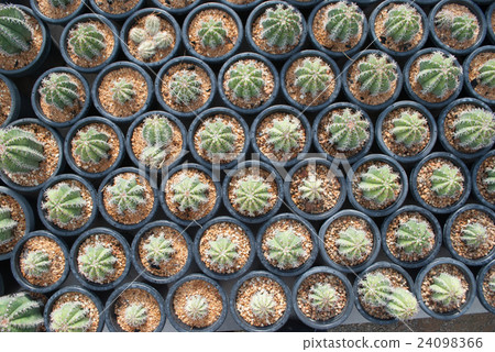Top view of small green cactus selective focus Top view of small green cactus selective focus 24098366