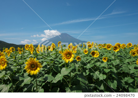 Sunflower and Mt. Fuji 24098470