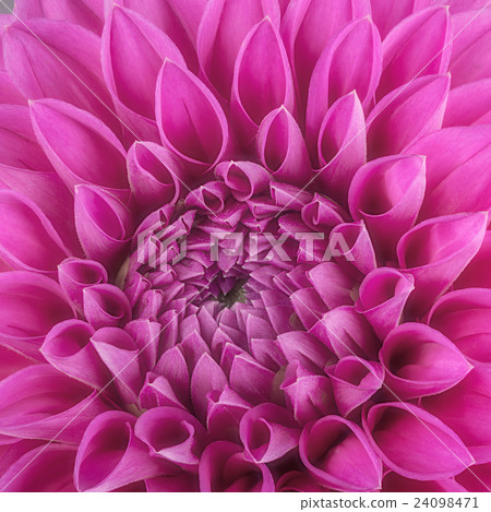 Purple flower petals, macro of chrysanthemum 24098471