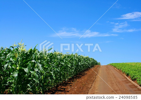Corn fields and farm roads 24098585