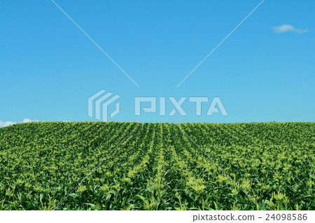 玉米角落的領域 24098586