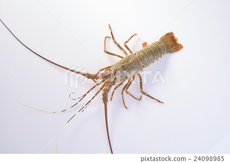 Lobster Lobster 24098985