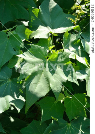 Tree: Saxophyllaceae family Tree: Saxophyllaceae family 24099018