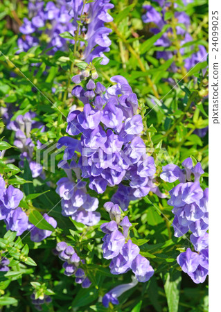 Plant: Scutellaria baicalensis, Labiatae Plant: Scutellaria baicalensis, Labiatae 24099025