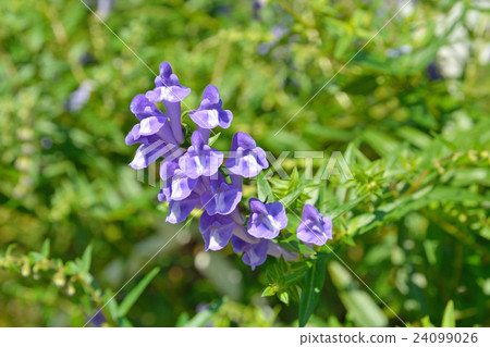 Plant: Scutellaria baicalensis, Labiatae Plant: Scutellaria baicalensis, Labiatae 24099026