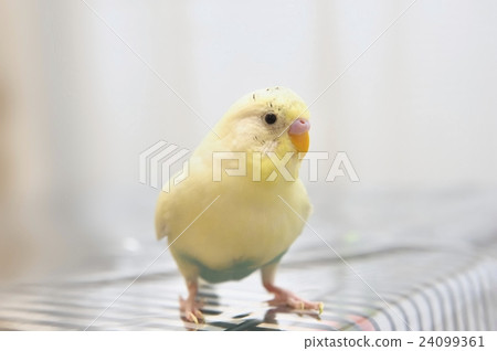 Mel of Sekisei parakeet 24099361