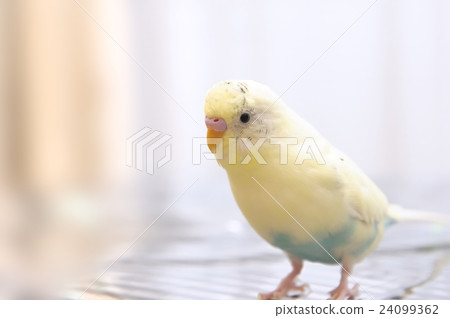 Mel of Sekisei parakeet 24099362