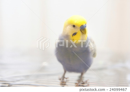 Two-year-old sekisei fukaru! 24099467