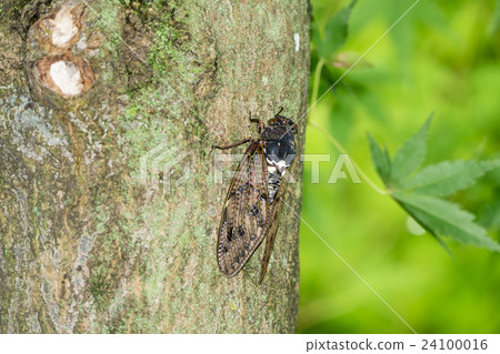 Brown cicada Brown cicada 24100016