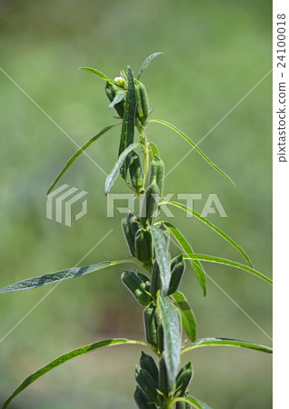 Fruit of Sesame 24100018