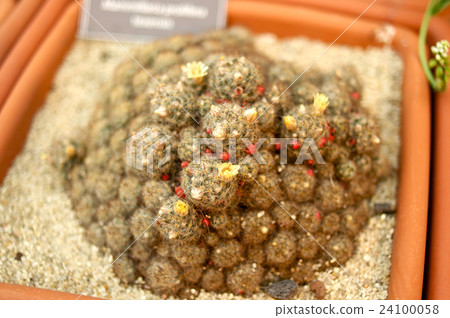 Cactus with small yellow flowers Cactus with small yellow flowers 24100058