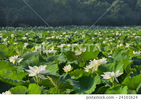 蓮花蓮花池蓮花 蓮花蓮花池蓮花 24101624