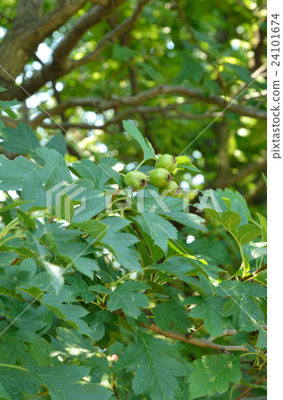 Trees: Oomi hawthorn rose family 24101674