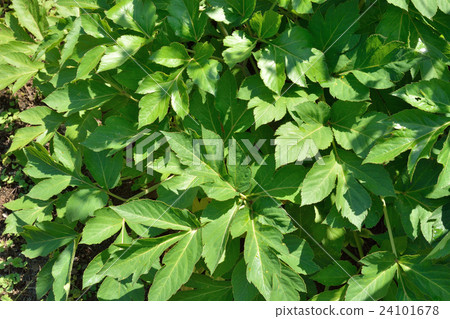 Plants: Asheshae serika 24101678