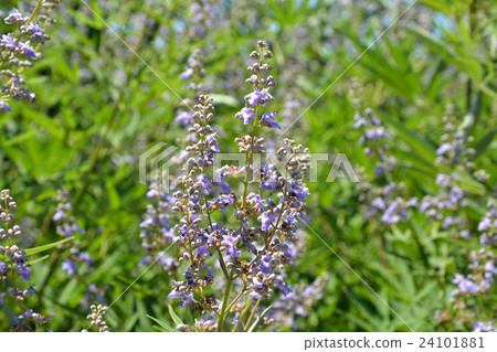 樹:胡蘿蔔胡蘿蔔家庭 樹:胡蘿蔔胡蘿蔔家庭 24101881