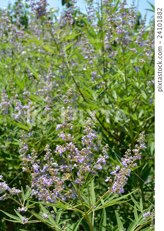 樹：胡蘿蔔胡蘿蔔家庭 24101882