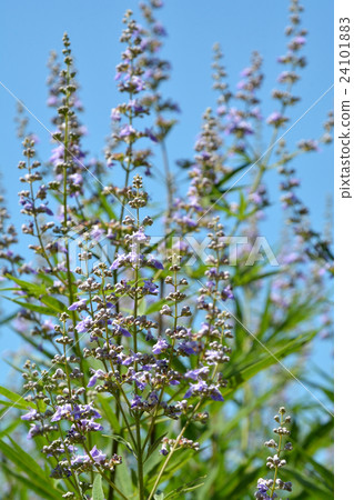 樹：胡蘿蔔胡蘿蔔家庭 24101883