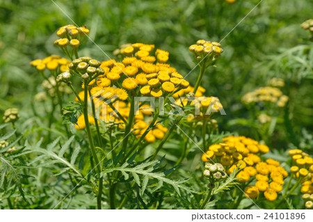 Plant: Chrysanthemum Plant: Chrysanthemum 24101896