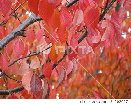 Fall colors Fall colors 24102007
