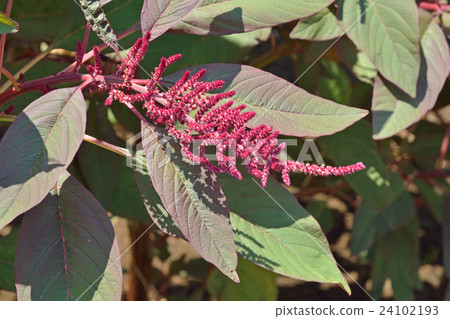 Plant: Cryptomeria japonica 24102193