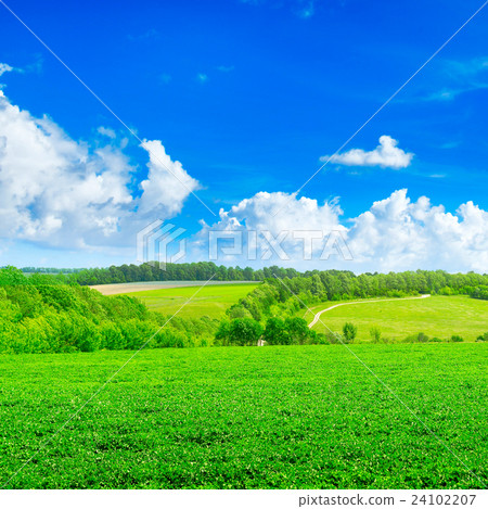 spring field spring field 24102207