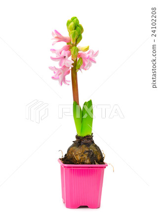Small hyacinth in pot Small hyacinth in pot 24102208