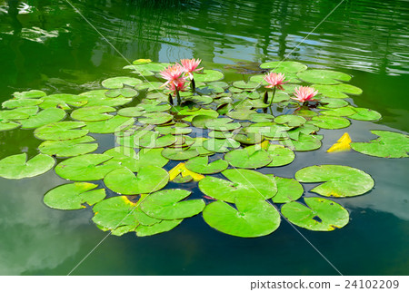 Water lily in small lake Water lily in small lake 24102209
