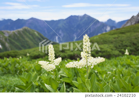 Cobaceous大象 Cobaceous大象 24102210
