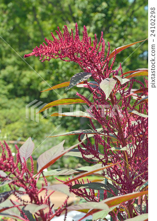 植物：柳杉（Cryptomeria japonica） 24102298
