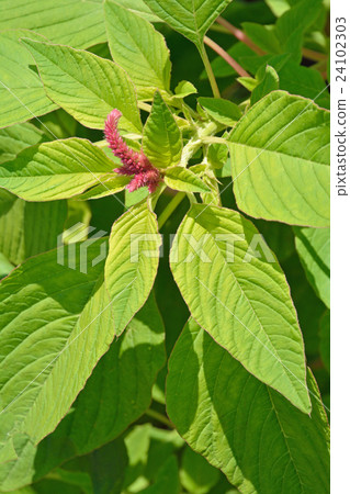Plant: Family Hymenae Plant: Family Hymenae 24102303