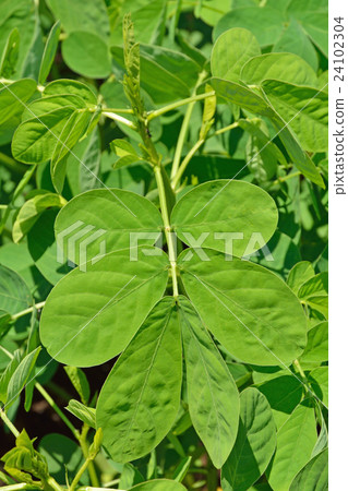 Plant: Sicklepod, Leguminosae 24102304