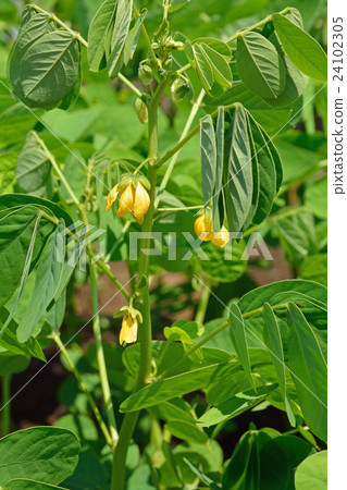 植物：鐮刀菌屬、豆科 24102305