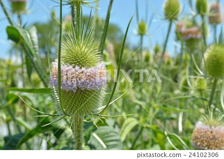 Plant: Rachashakyoushiki Matsumushiidae Plant: Rachashakyoushiki Matsumushiidae 24102306