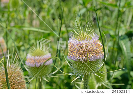 Plant: Rachashakyoushiki Matsumushiidae Plant: Rachashakyoushiki Matsumushiidae 24102314