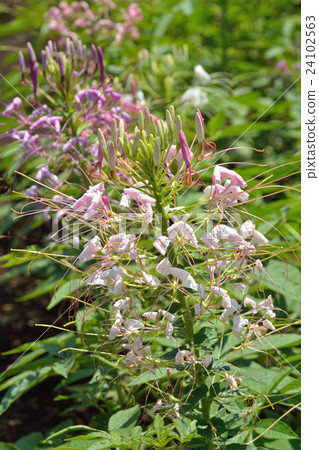 Plant: Dermatophyta 24102563