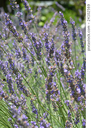 植物：Lavandin·Lavender Grosso家族 24102569