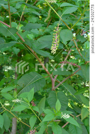 植物：Yoshiyoshi yamagonbo 24102778