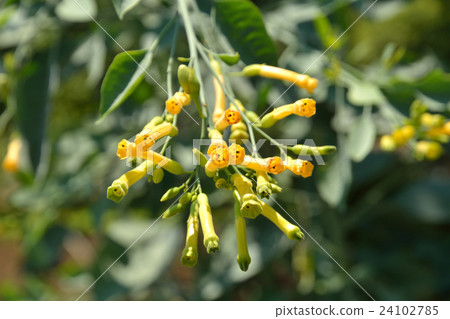 Tree: Trifolidae family 24102785