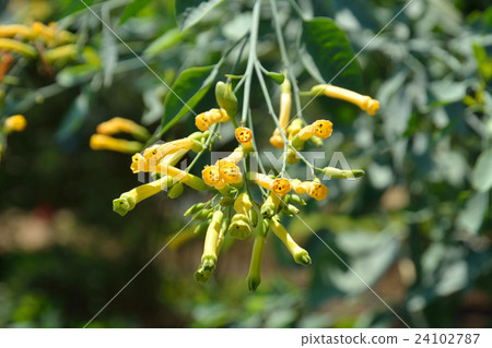 Tree: Trifolidae family 24102787