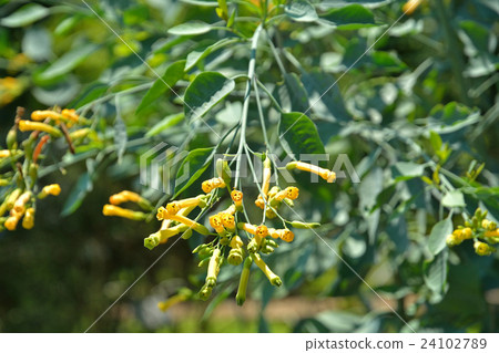 Tree: Trifolidae family 24102789