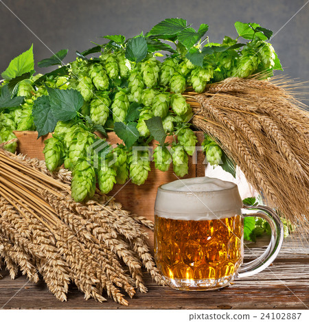 hop cones and raw material for beer production hop cones and raw material for beer production 24102887