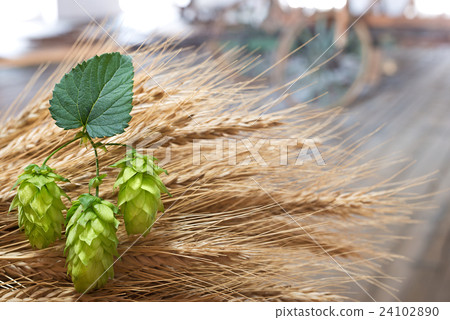 hop cones and sheaf of barley in th eold barn 24102890