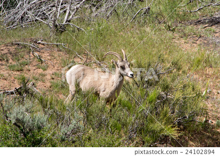 Bighorn sheep in Zion National Park, Utah 24102894