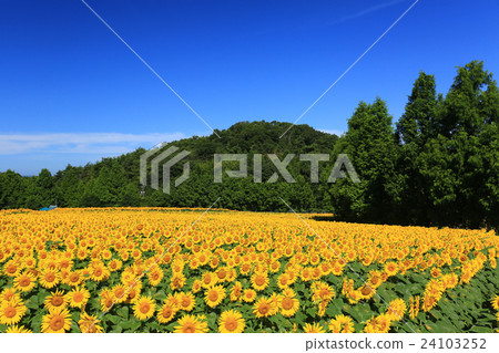 Sunflower 475 Sunflower 475 24103252