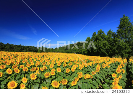 Sunflower 482 Sunflower 482 24103253