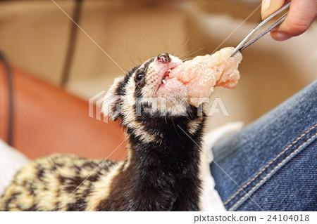 Human feeds Marbled Polecat (Vormela peregusna) 24104018