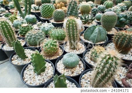 盆栽的仙人掌 24104171