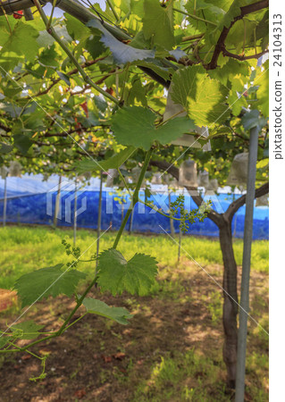 果子年輕葡萄第2果子 果子年輕葡萄第2果子 24104313