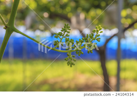 果子年輕葡萄第2果子 果子年輕葡萄第2果子 24104314