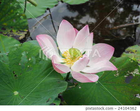 Lotus in the pool. Lotus in the pool. 24104362